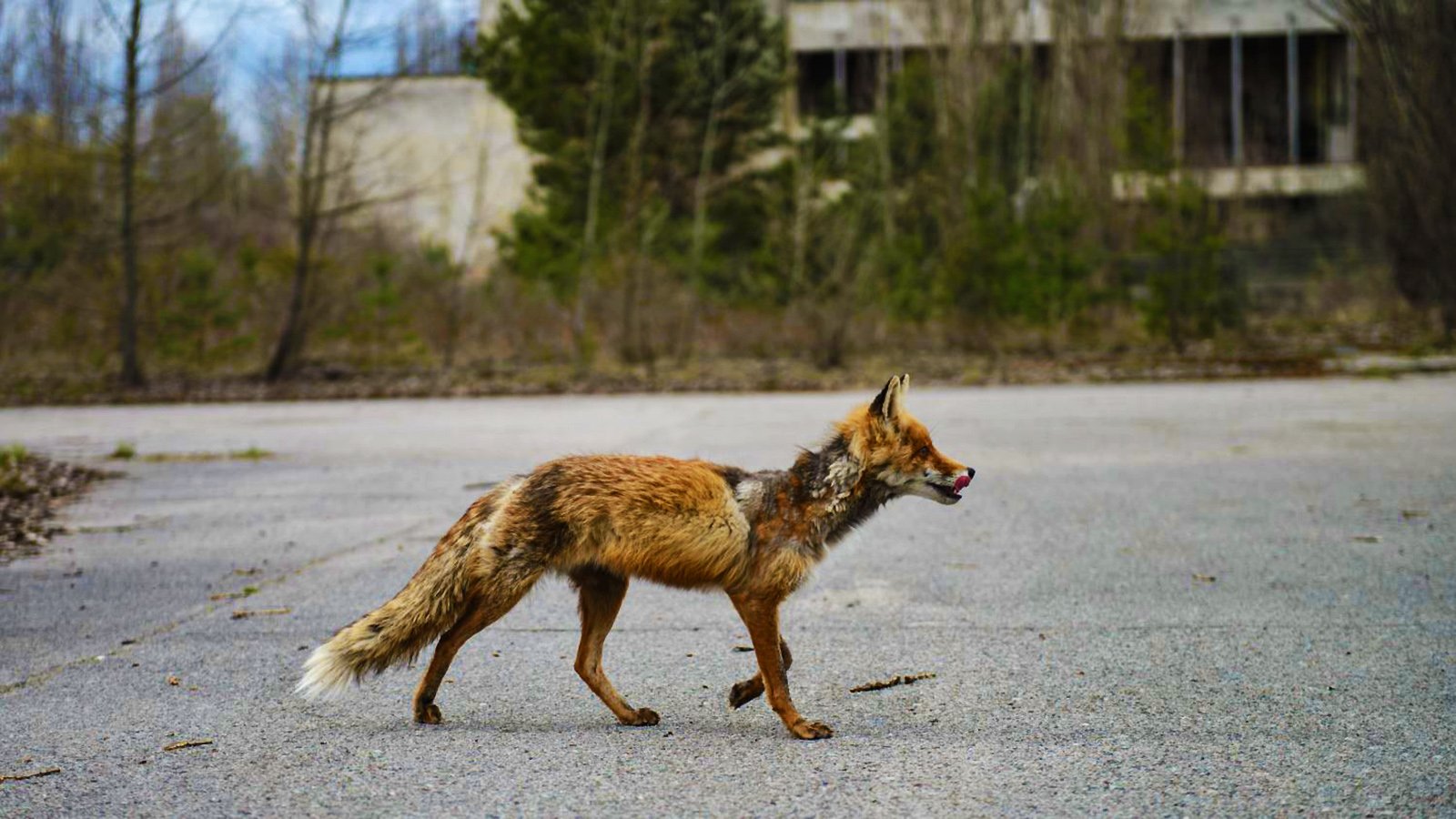 Чернобыль зона отчуждения животные мутанты