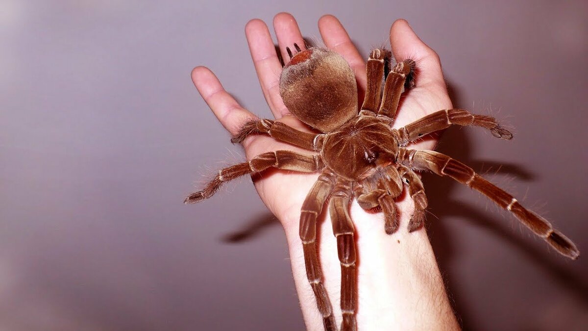 Самый большой паук в мире птицеед Голиаф