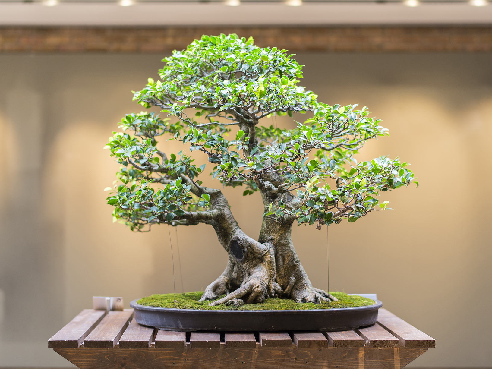 Карликовое дерево бонсай