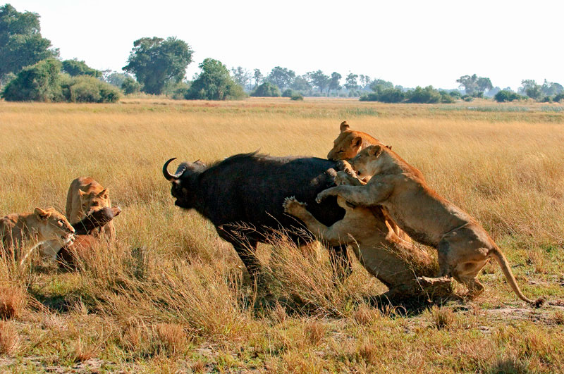 Хищники дикой африки видео. Прайд Львов охота на буйволов. Охота Львов в дикой природе на буйволов. Охота Львов в дикой природе Африки. Охота Львов Дикая Африка.