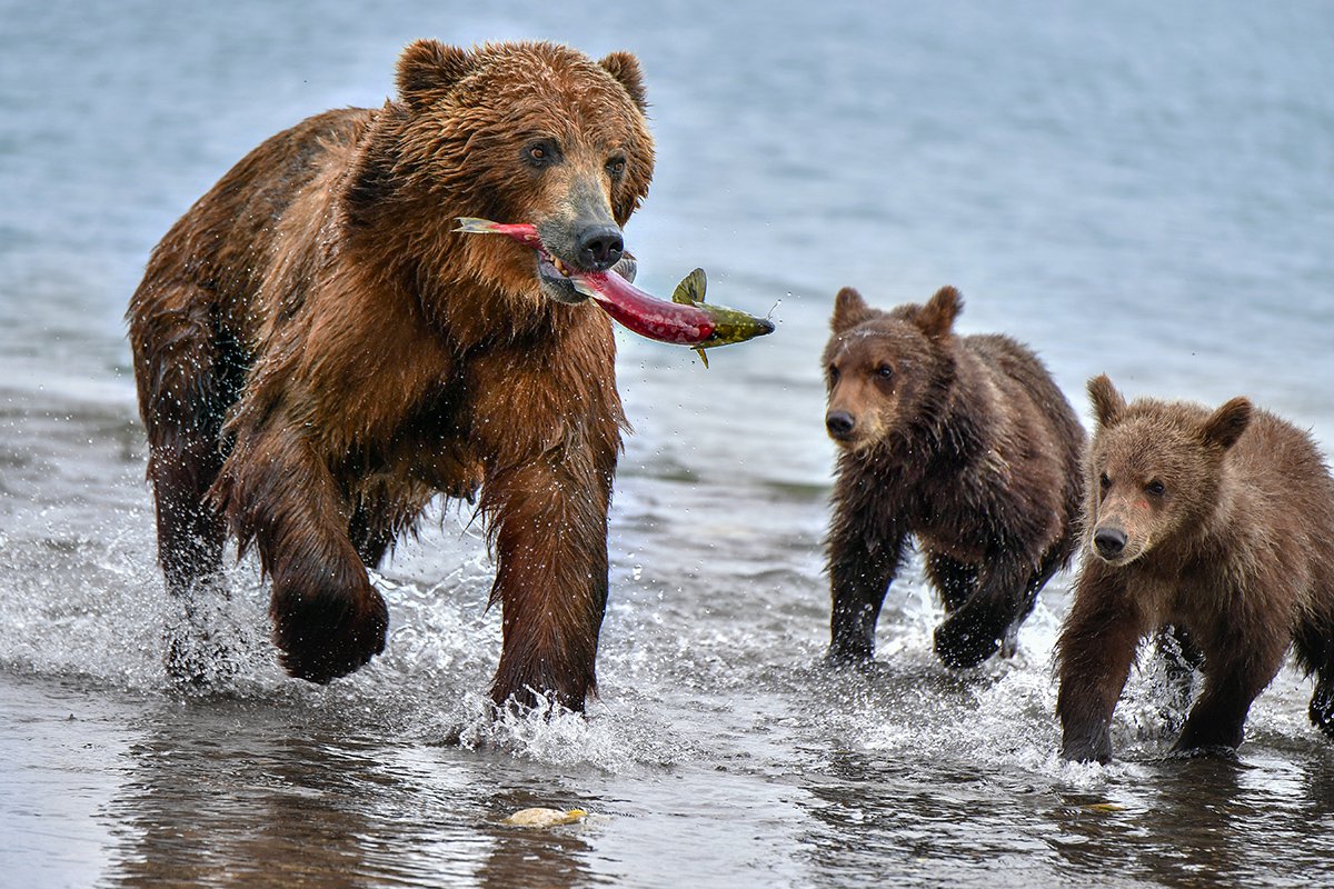 Медведь бурый (камчатские популяции)