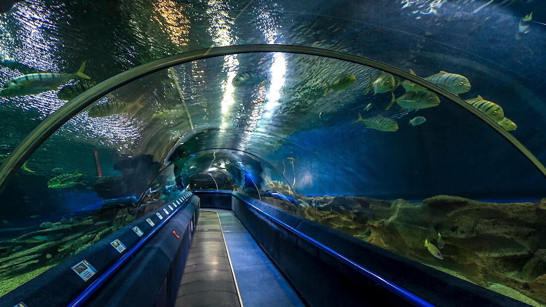 Фото океанариум в санкт петербурге фото