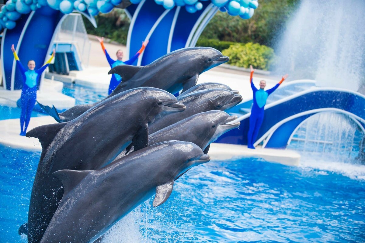 Дельфины прыгают через кольцо