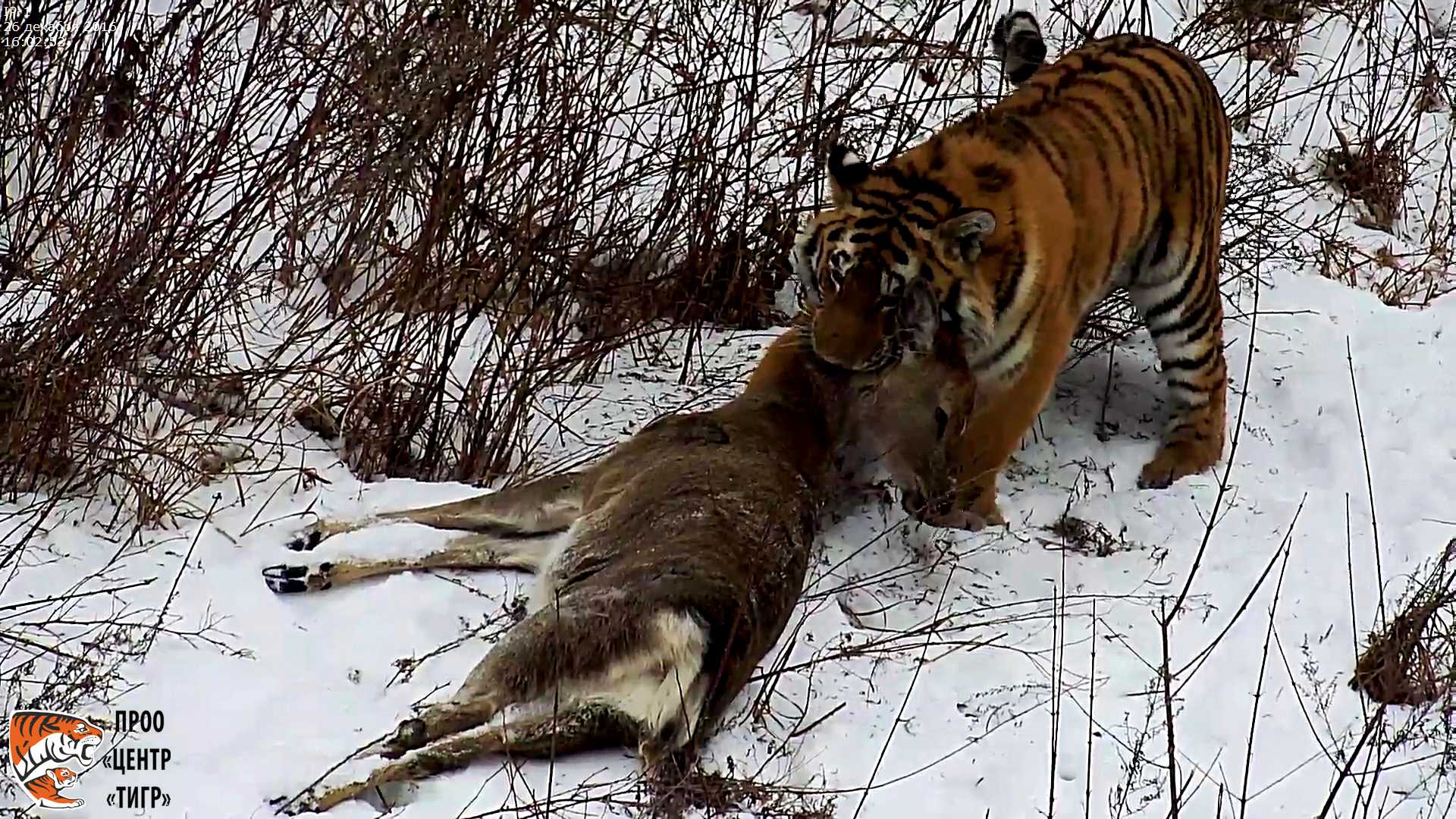 Амурский (Уссурийский) тигр на охоте