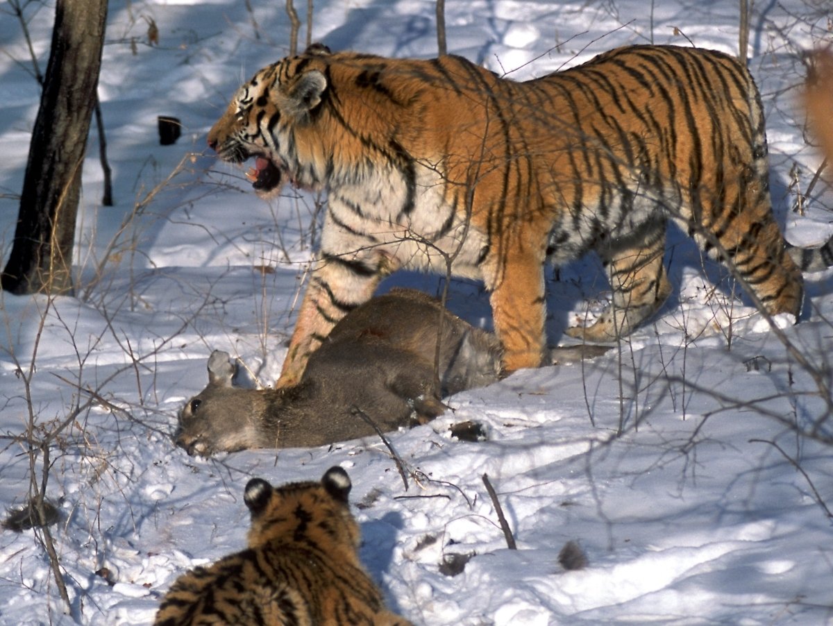 Амурский тигр охотится