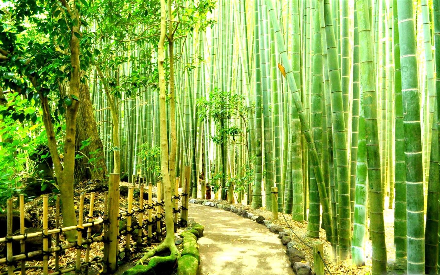 Родина бамбука