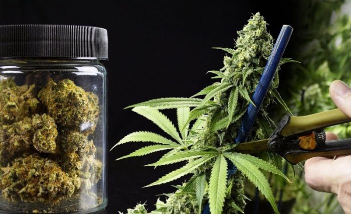 В калифорнии легализуют марихуану веник из конопли