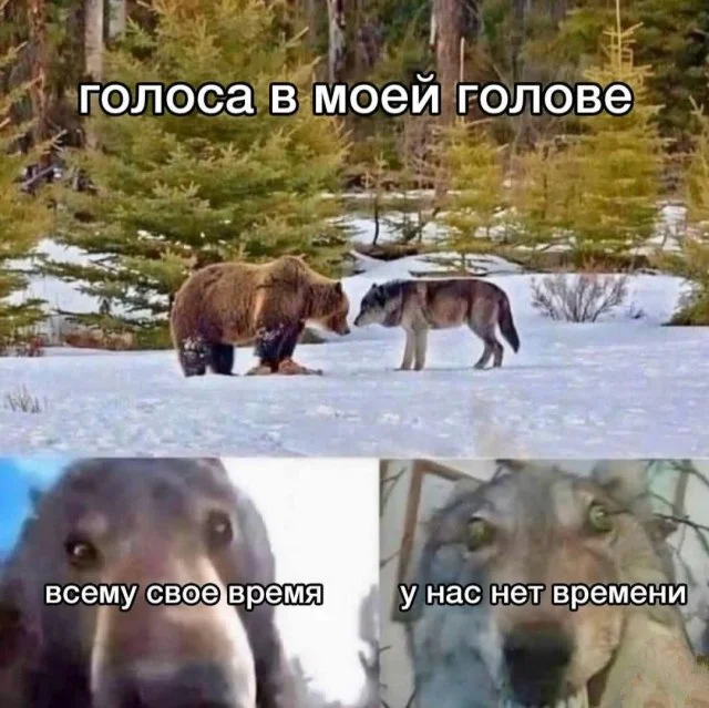 мемы