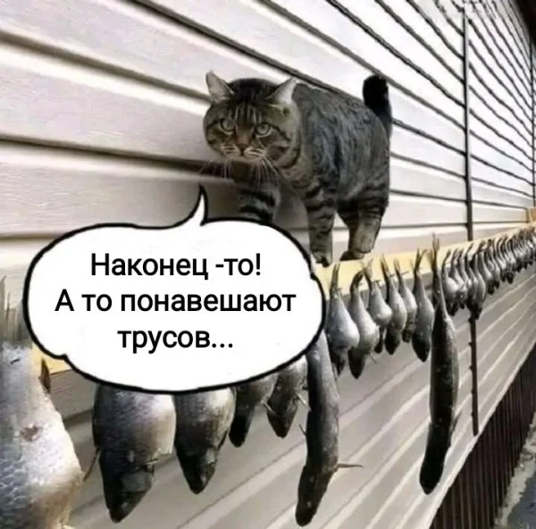Мемы — контролируемое безумие 😂