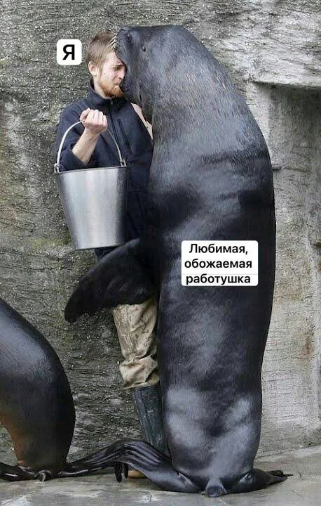 мемы