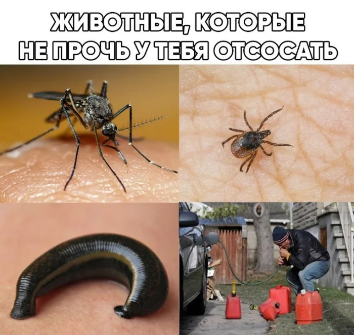 черный юмор