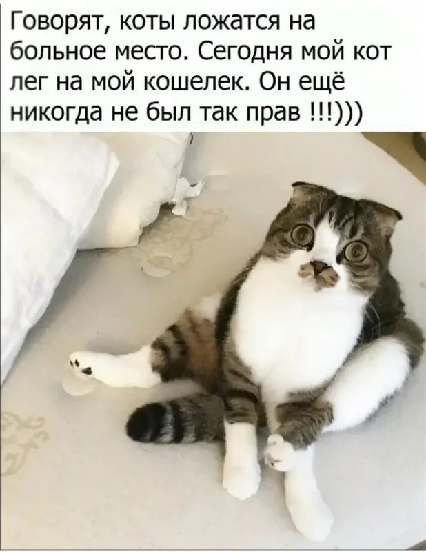 смешные картинки