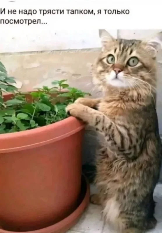 мемы приколы
